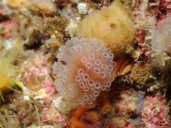 Aplidium ocellatum
