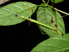 Anarchodes