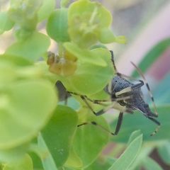 Dicranocephalus albipes