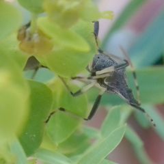 Dicranocephalus albipes