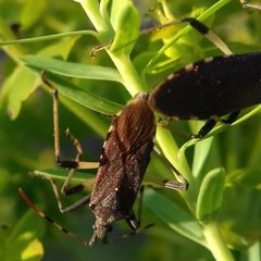 Dicranocephalus albipes