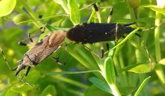 Dicranocephalus albipes