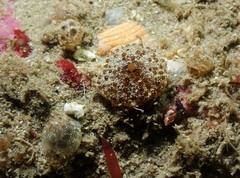 Polyclinum aurantium