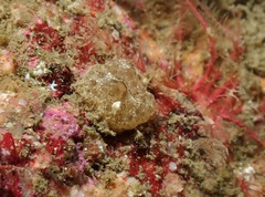 Polyclinum aurantium