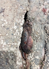 Eriphides hispida