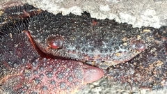Eriphides hispida