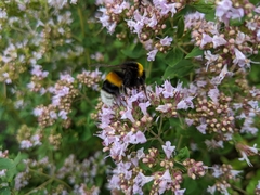 Bombus