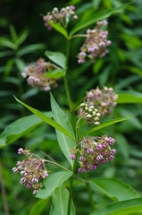 Asclepias exaltata × syriaca