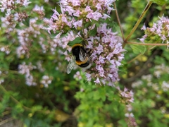 Bombus