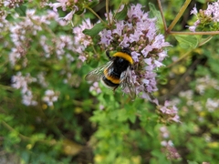 Bombus