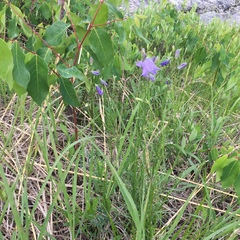 Campanula rotundifolia