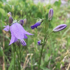 Campanula rotundifolia