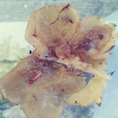 Fungi