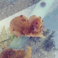 Fungi