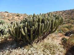 Myrtillocactus cochal