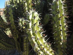 Myrtillocactus cochal