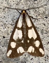 Haploa confusa