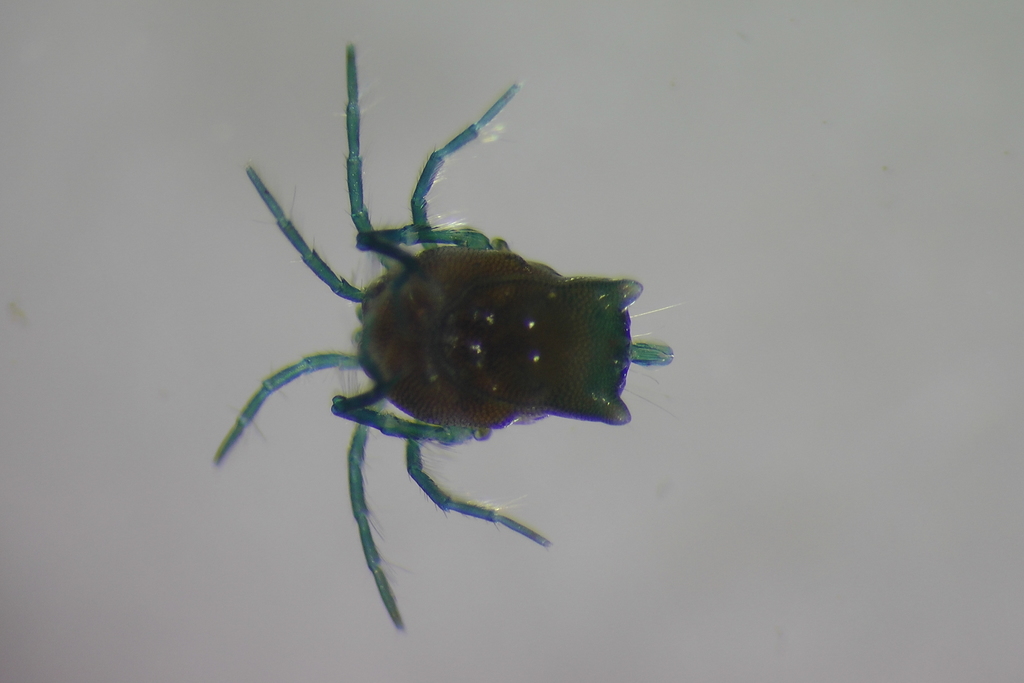 Arrenurus pseudosuperior