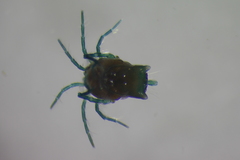 Arrenurus pseudosuperior
