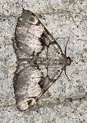 Macaria bitactata
