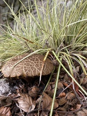 Xerocomellus mendocinensis