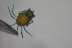 Arrenurus pseudosuperior