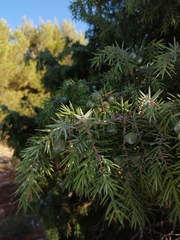 Juniperus