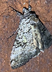 Syngrapha viridisigma