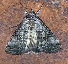 Syngrapha viridisigma