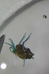 Arrenurus pseudosuperior