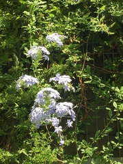 Plumbago auriculata
