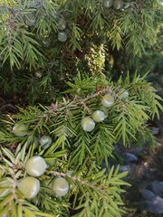 Juniperus