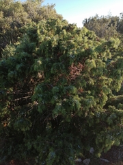 Juniperus