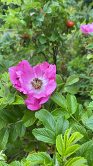 Rosa rugosa