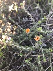 Aspalathus chortophila