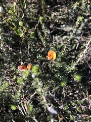 Aspalathus chortophila