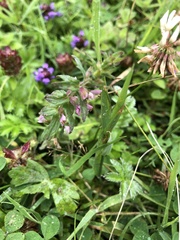 Odontites vulgaris