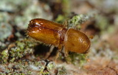 Pityogenes chalcographus