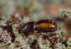 Pityogenes chalcographus