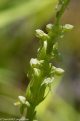 Platanthera aquilonis