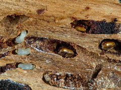 Pityogenes chalcographus