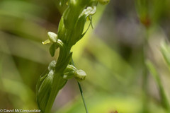 Platanthera aquilonis