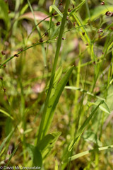 Platanthera aquilonis