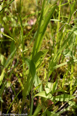 Platanthera aquilonis