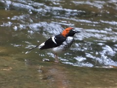Enicurus ruficapillus