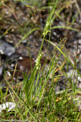 Platanthera aquilonis