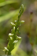 Platanthera aquilonis