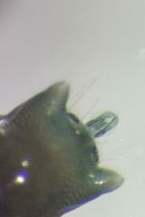 Arrenurus pseudosuperior