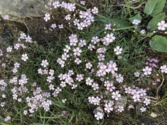 Gypsophila repens