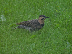 Colaptes auratus